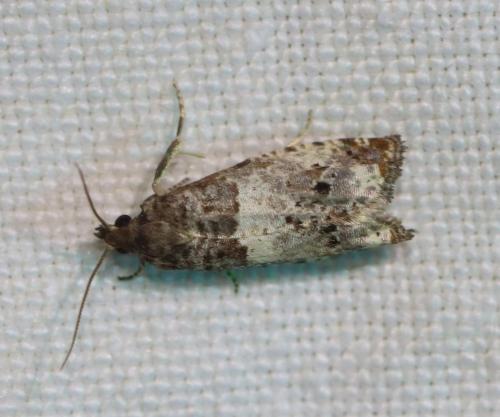 Réf. 324 800 : Notocelia sp.
